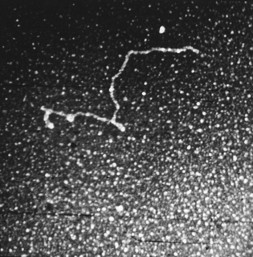 Image of adenovirus type 2 messenger RNA electron micrograph - Maizel